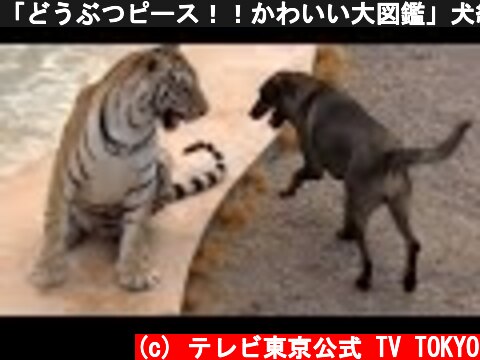 「どうぶつピース！！かわいい大図鑑」犬編（93）なかよし：猛獣と暮らす奇跡のコンビ  (c) テレビ東京公式 TV TOKYO